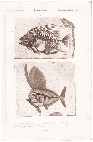 Fossils of pre-historic ray-finned fish